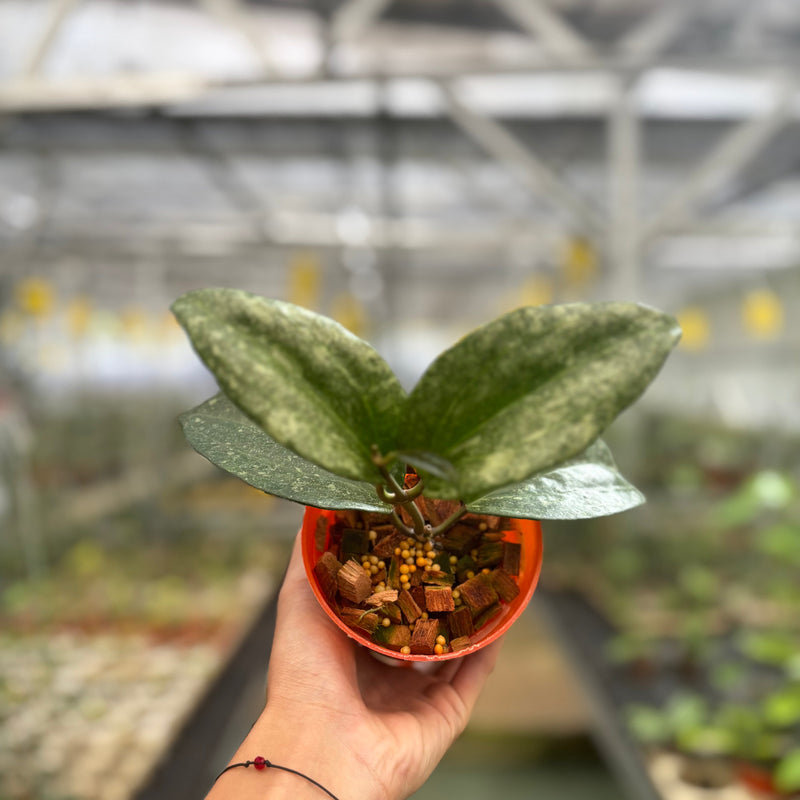🎁 Hoya Macrophylla Rimba Perak (100% off)