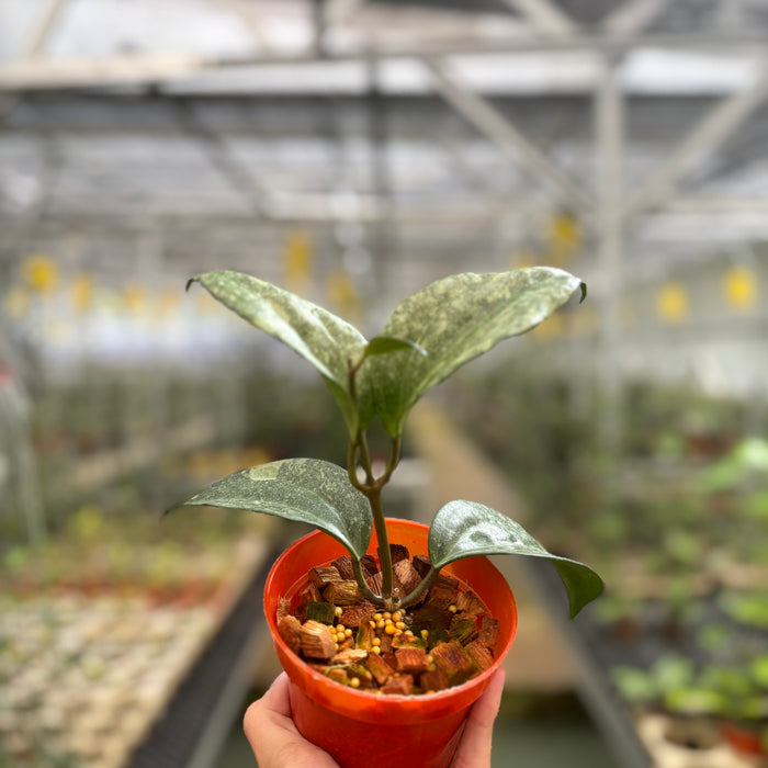 Hoya Machropylla Rimba Perak