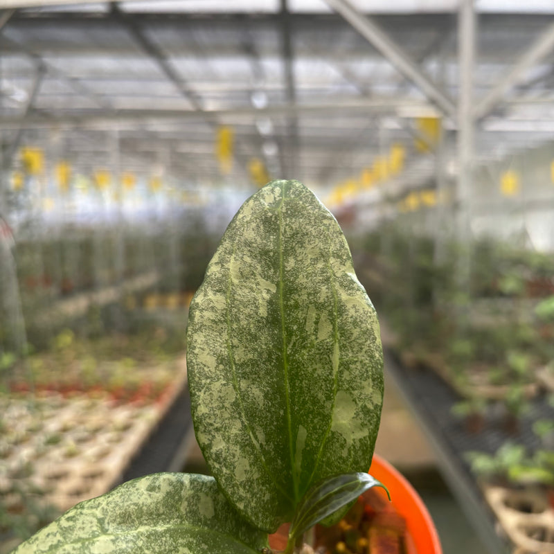 Hoya Macrophylla Rimba Perak