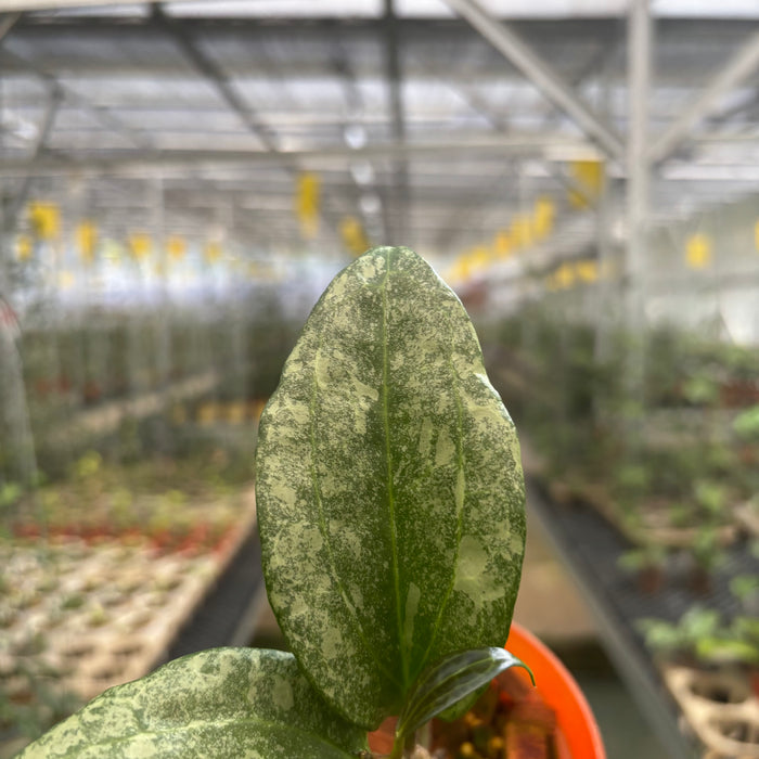 Hoya Machropylla Rimba Perak