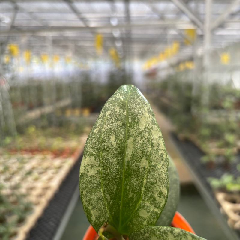 Hoya Macrophylla Rimba Perak