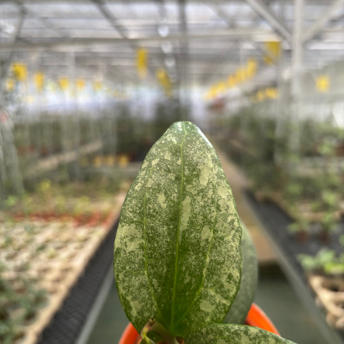 Hoya Machropylla Rimba Perak