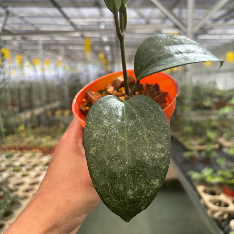 Hoya Macrophylla Rimba Perak