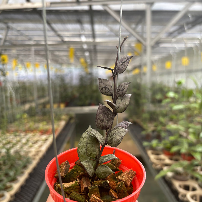 Hoya Lacunosa Black Aurora