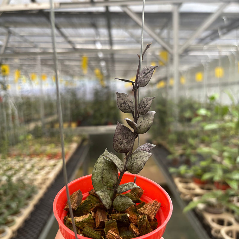 🎁 Hoya Lacunosa Black Aurora (100% off)