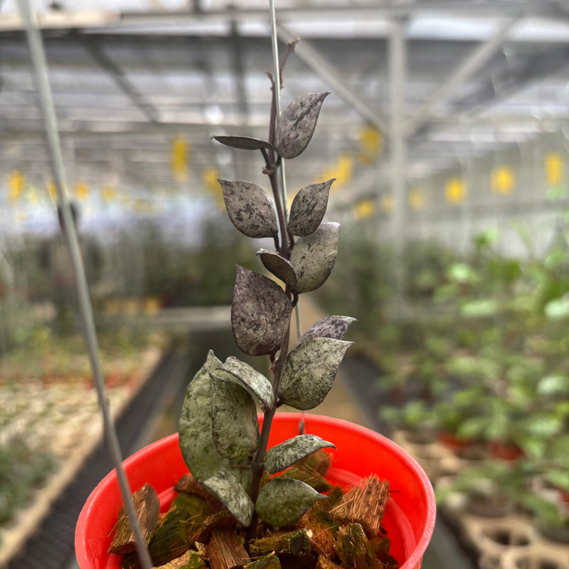 Hoya Lacunosa Black Aurora