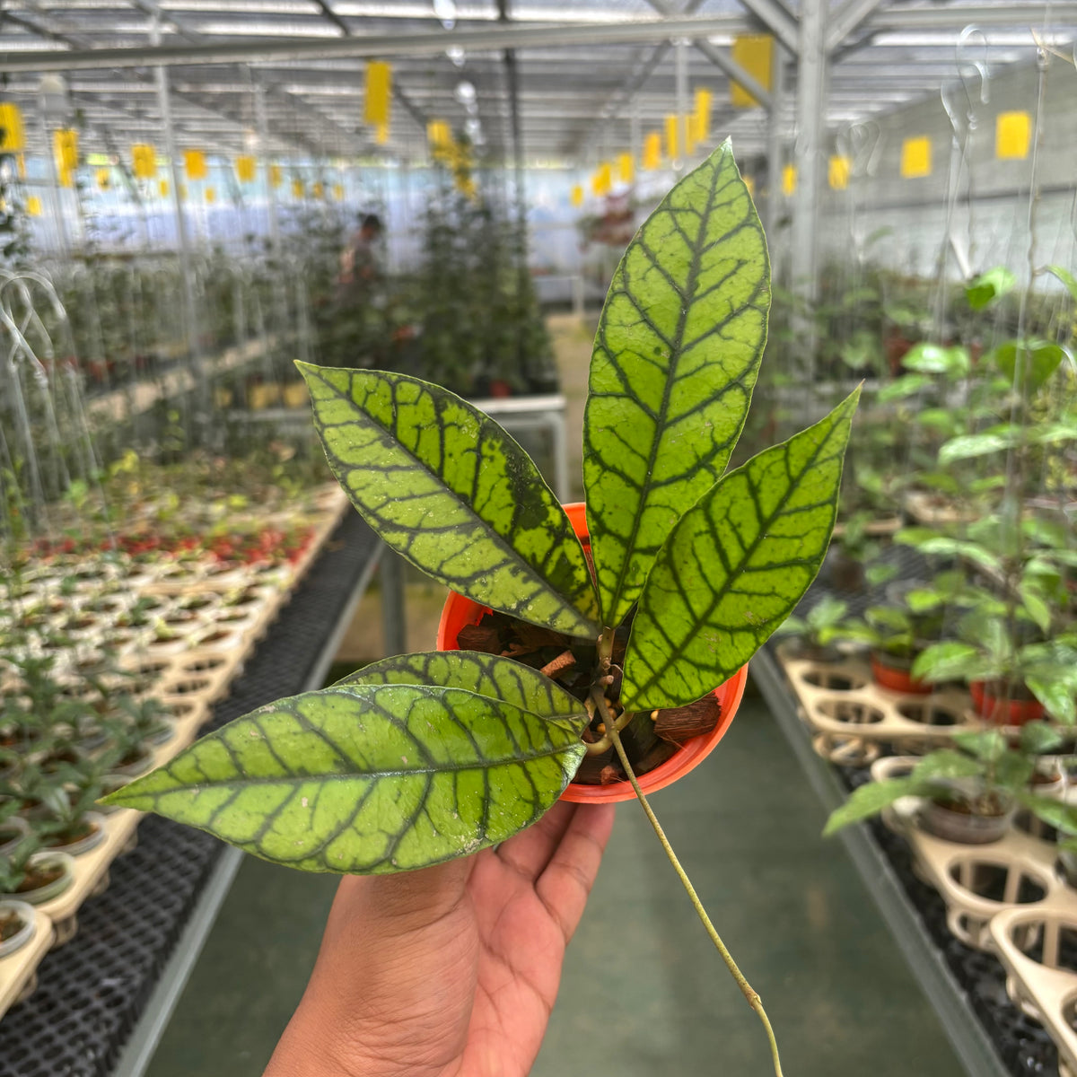 Hoya Callistophylla Zebra — Aroidasia