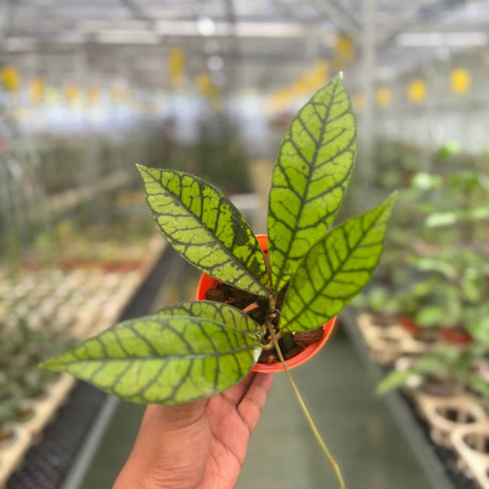 2 Pcs Hoya Callistophylla Zebra (BOGO)