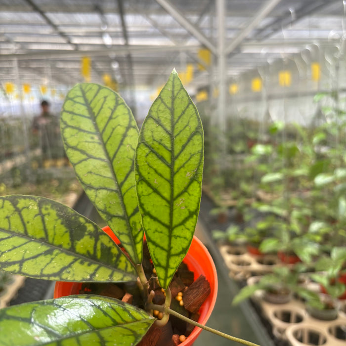 2 Pcs Hoya Callistophylla Zebra (BOGO)