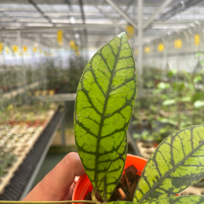 2 Pcs Hoya Callistophylla Zebra (BOGO)