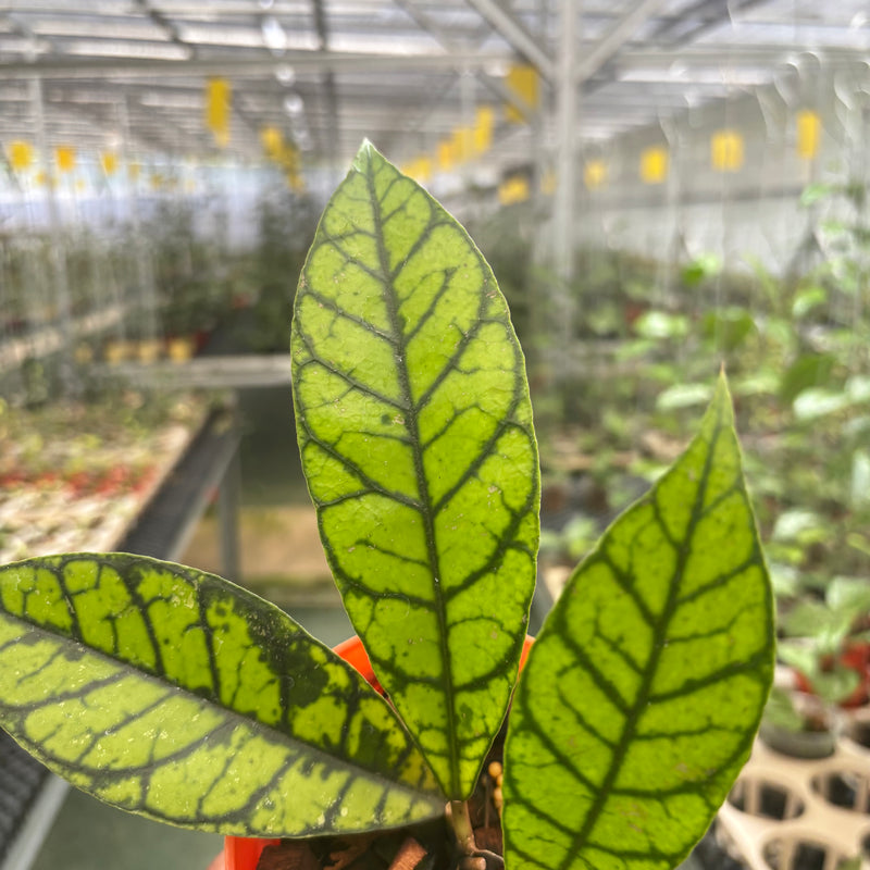Hoya Callistophylla Zebra