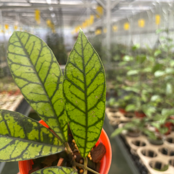 2 Pcs Hoya Callistophylla Zebra (BOGO)