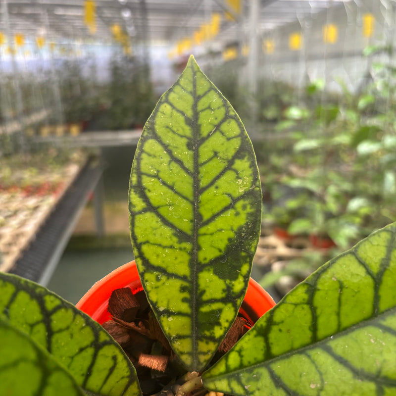 Hoya Callistophylla Zebra