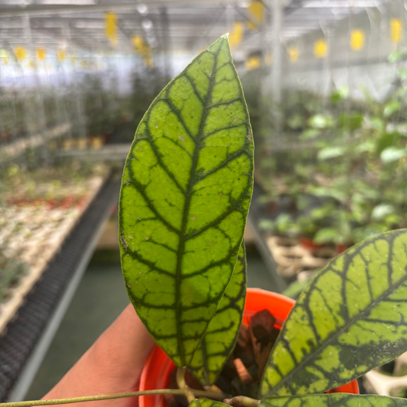 Hoya Callistophylla Zebra