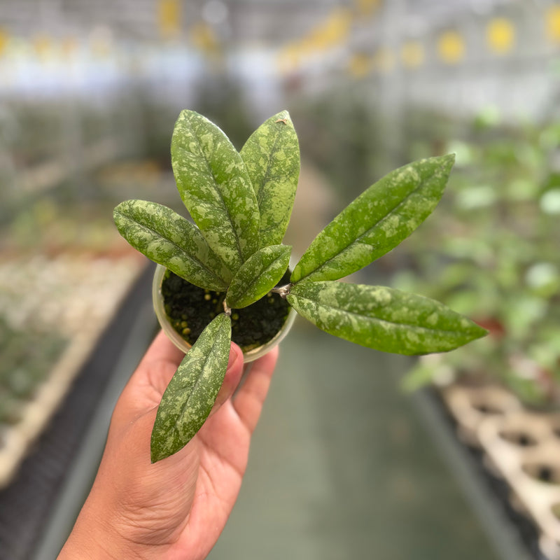 Hoya Finlaysonii Silver