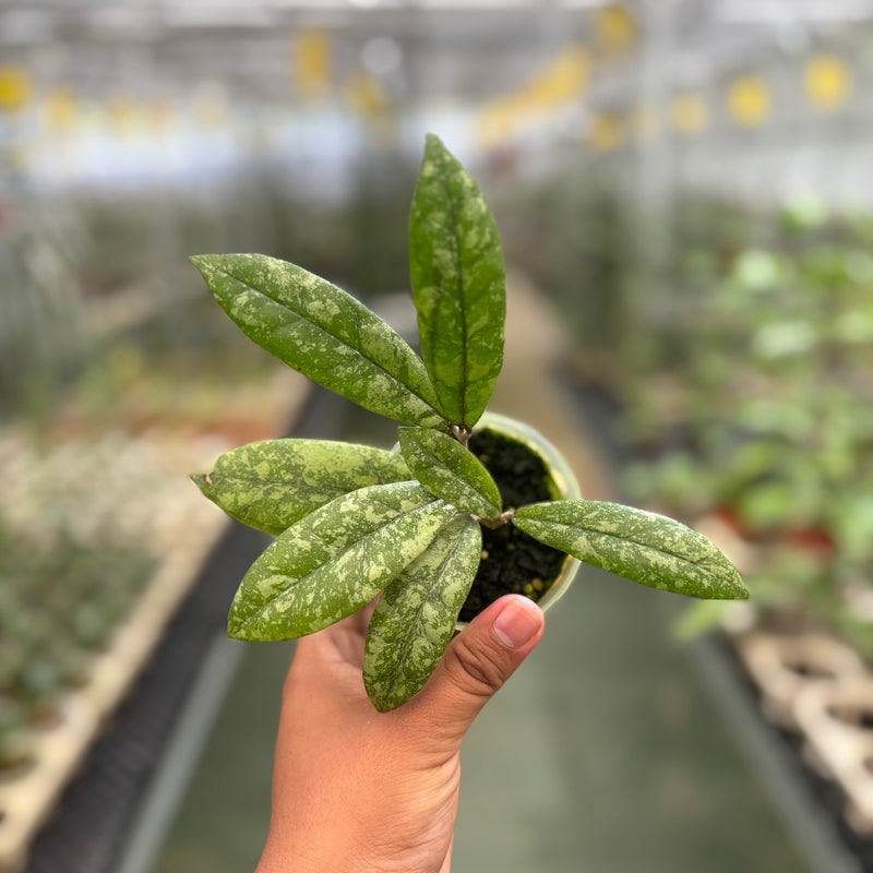 Hoya Finlaysonii Silver