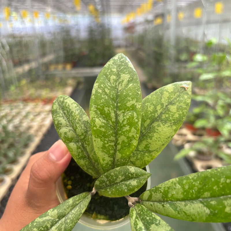 Hoya Finlaysonii Silver