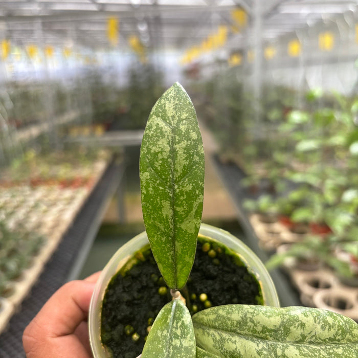 Hoya Finlaysonii Silver