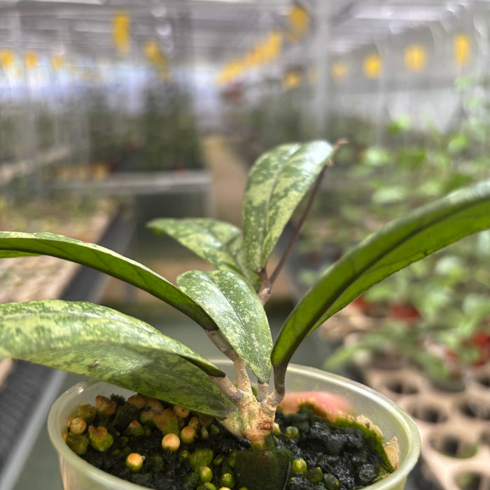 Hoya Finlaysonii Silver