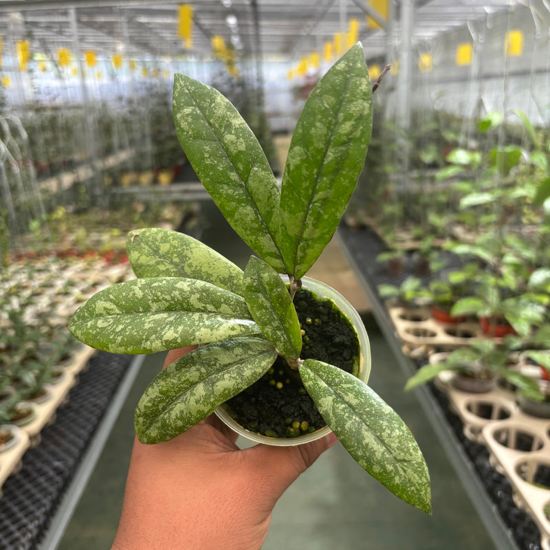 Hoya Finlaysonii Silver