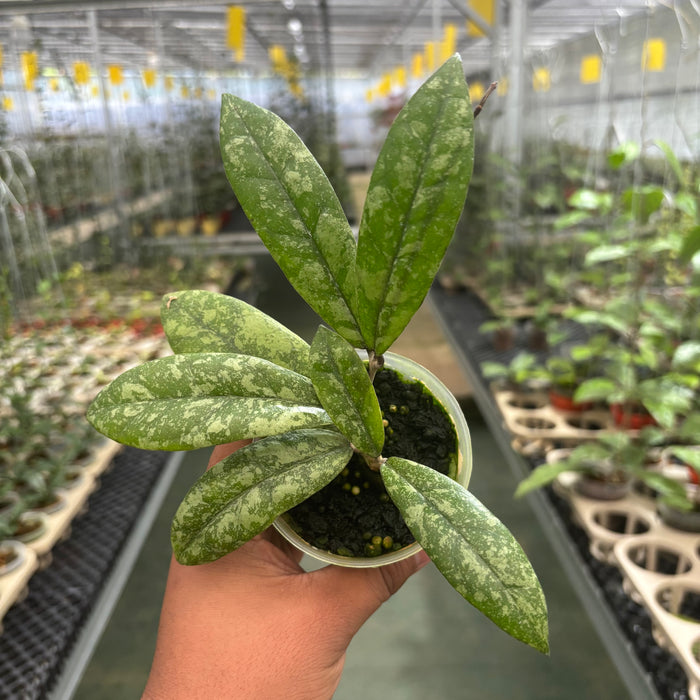 Hoya Finlaysonii Silver