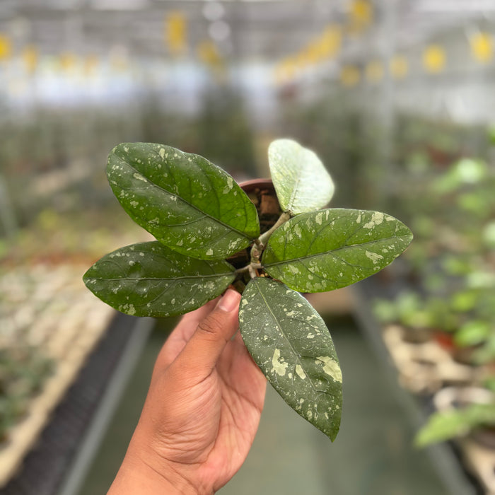 Hoya Sp Aceh Air Suri