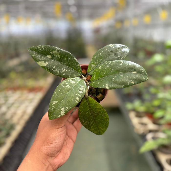 Hoya Sp Aceh Air Suri