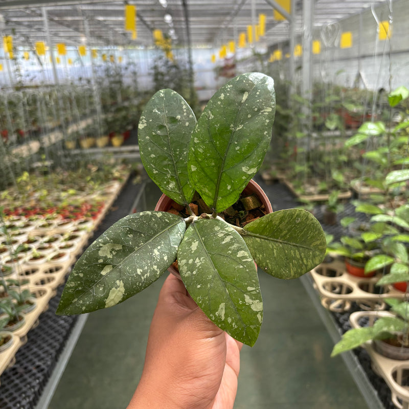 Hoya Sp Aceh Air Suri