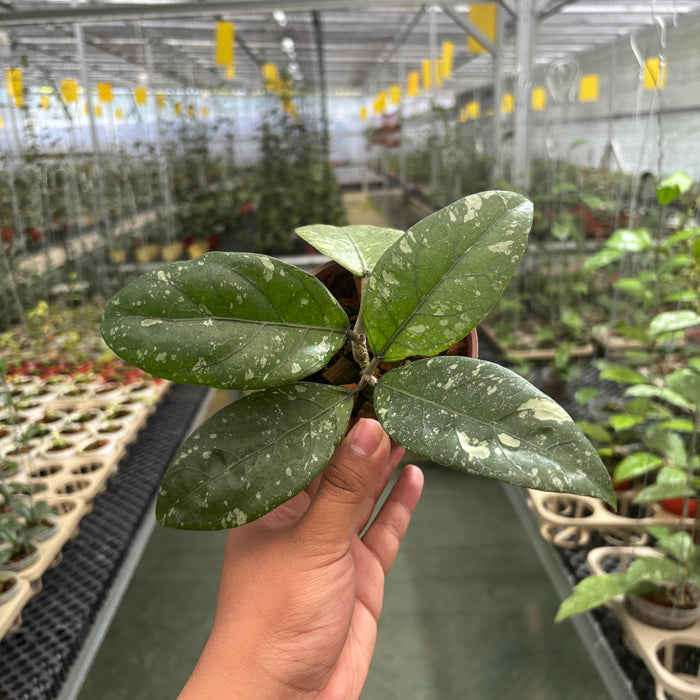 Hoya Sp Aceh Air Suri
