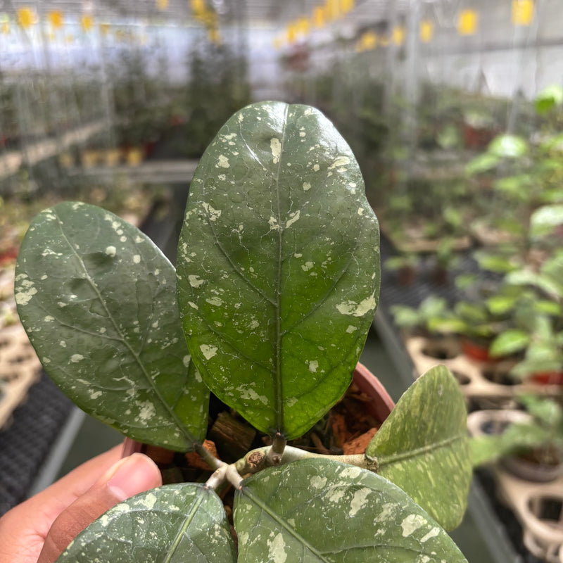 Hoya Sp Aceh Air Suri