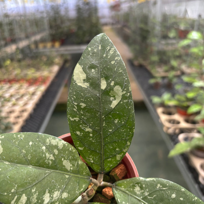 Hoya Sp Aceh Air Suri