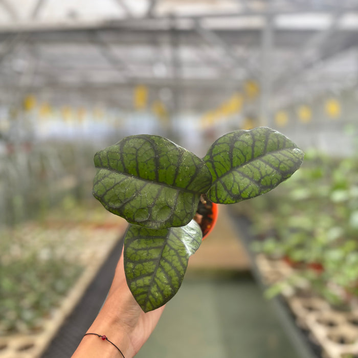 Hoya Calistophylla Obsidian