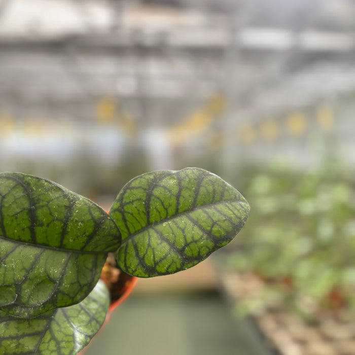 Hoya Calistophylla Obsidian