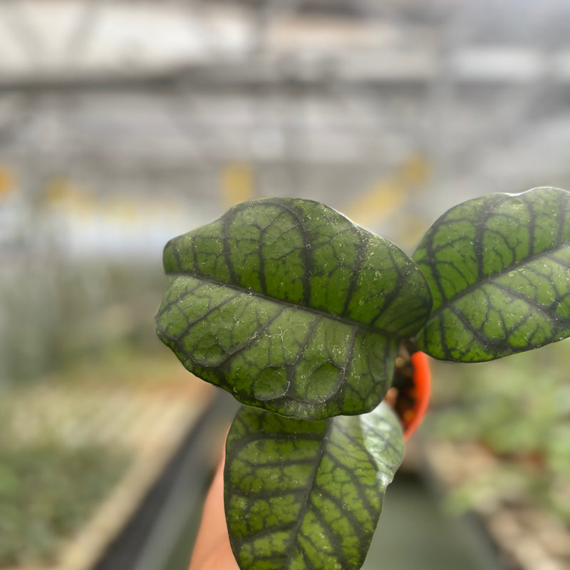 Hoya Callistophylla Obsidian