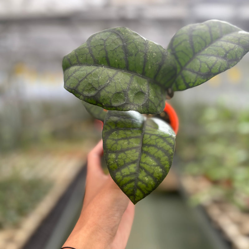 Hoya Callistophylla Obsidian