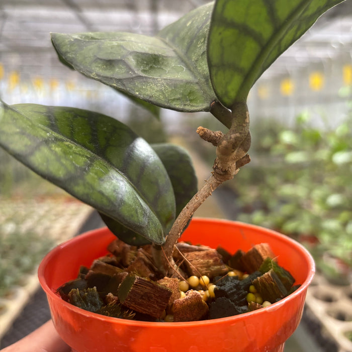 Hoya Calistophylla Obsidian