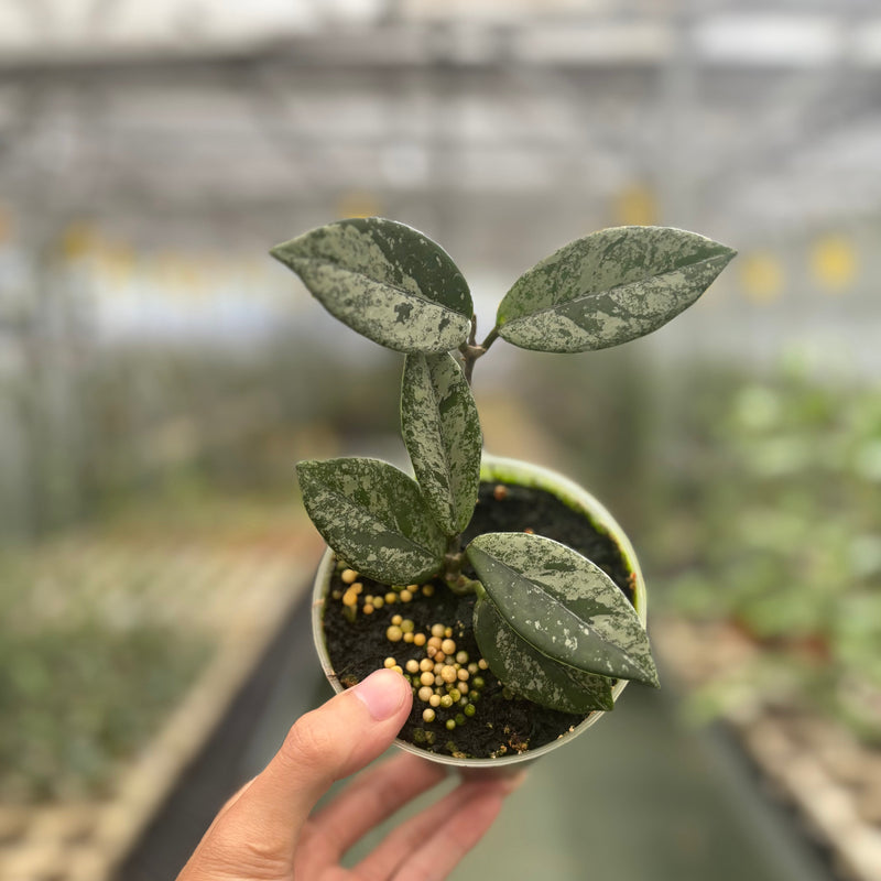 🎁 Hoya Carnosa Star Dust (100% off)