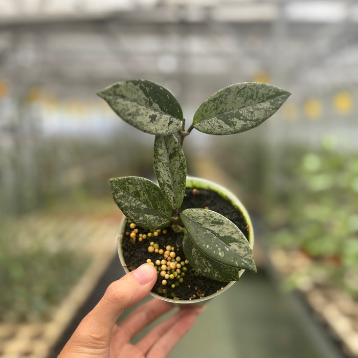 Hoya Carnosa Star Dust