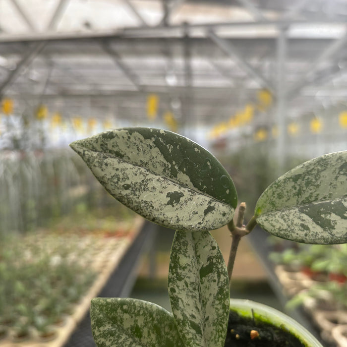 Hoya Carnosa Star Dust