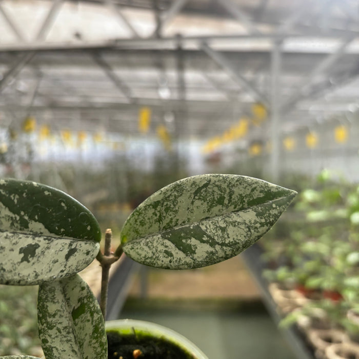 Hoya Carnosa Star Dust