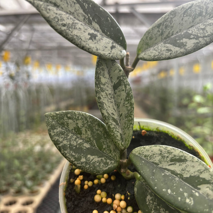 Hoya Carnosa Star Dust