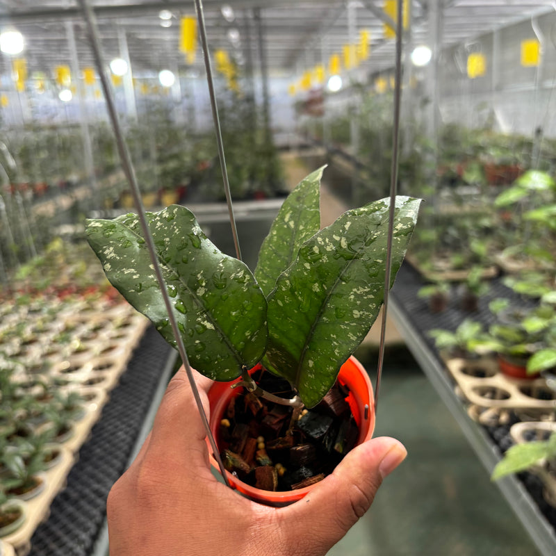 Hoya SP Aceh Putri Betung