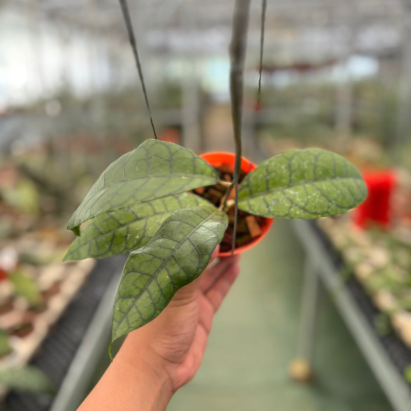 Hoya King Callistophylla