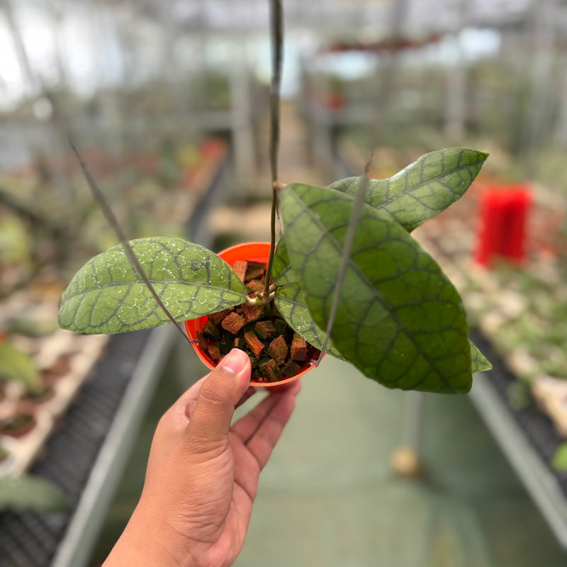 Hoya King Callistophylla