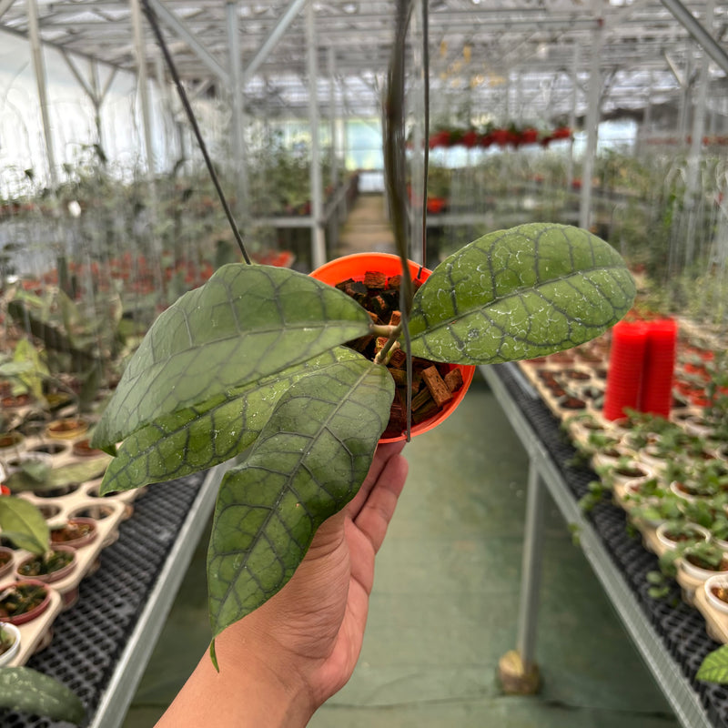 Hoya King Callistophylla