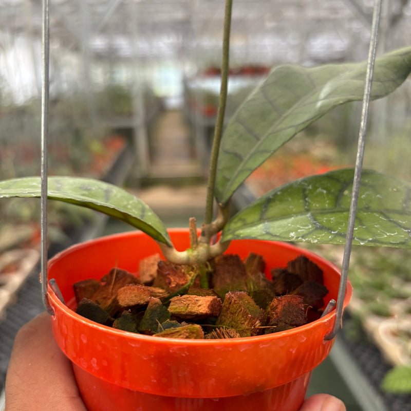 Hoya King Callistophylla