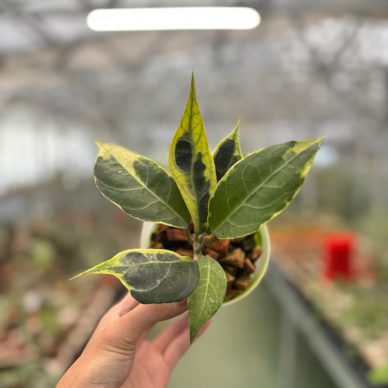 Hoya Verticillata Lampung Albomarginata