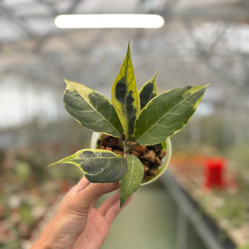 Hoya Verticillata Lampung Albomarginata