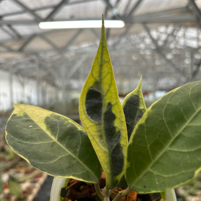 Hoya Verticillata Lampung Albomarginata