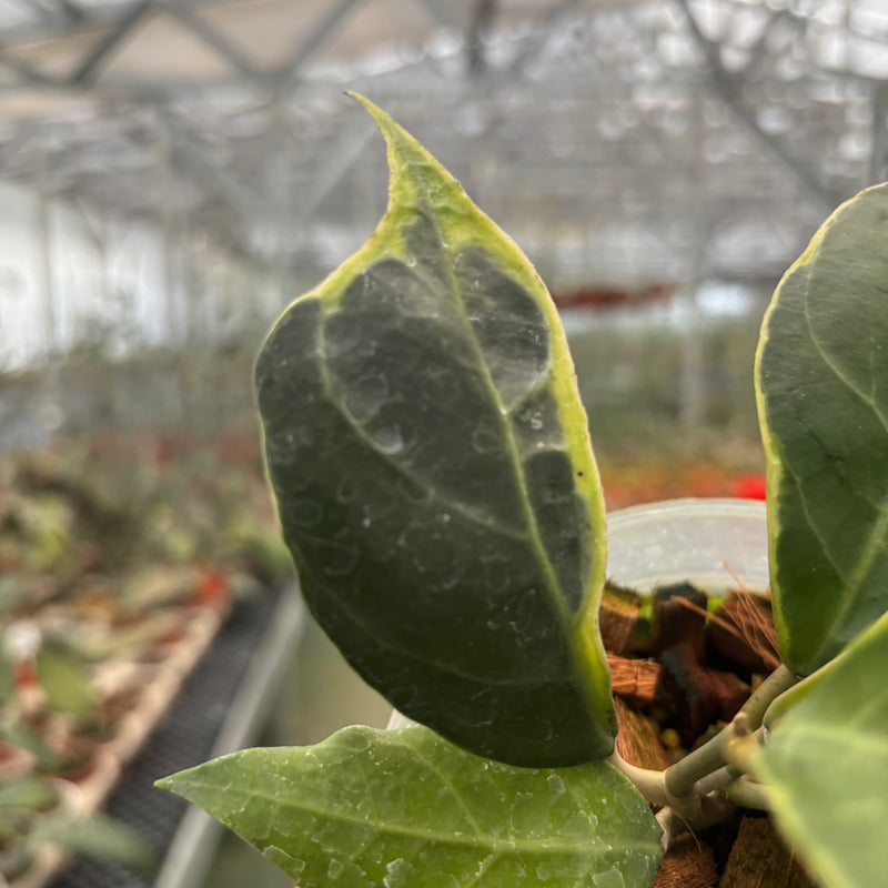 Hoya Verticillata Lampung Albomarginata